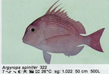 Argyrops spinifer